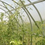 Zahradní skleník z polykarbonátu Gardentec Classic - 6 x 3 m Zahradní skleník z polykarbonátu Gardentec Classic - 6 x 3 m